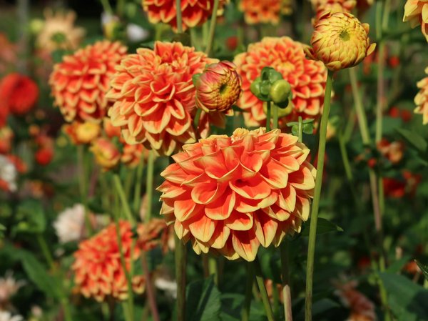 Transform your london flat into a pet-friendly indoor paradise: discover your dream garden sanctuary